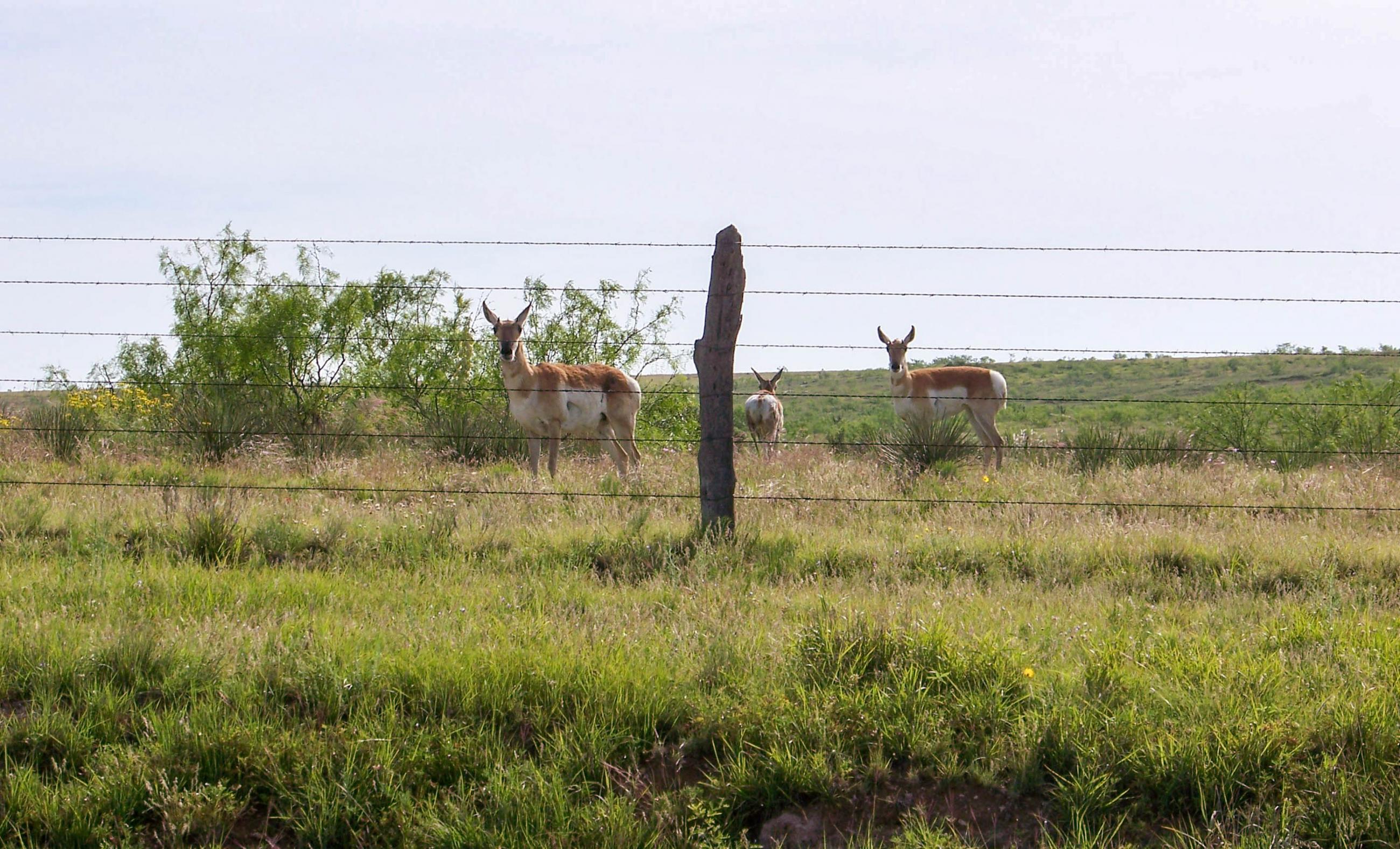 Gold Creek Ranch property photograph 32
