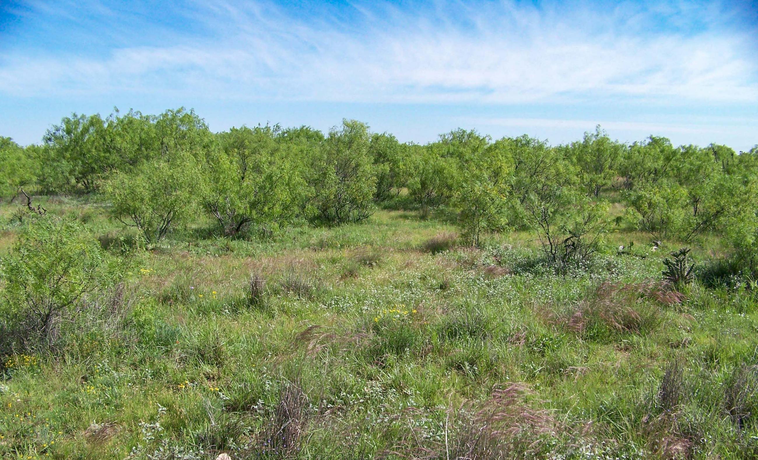 Gold Creek Ranch property photograph 16