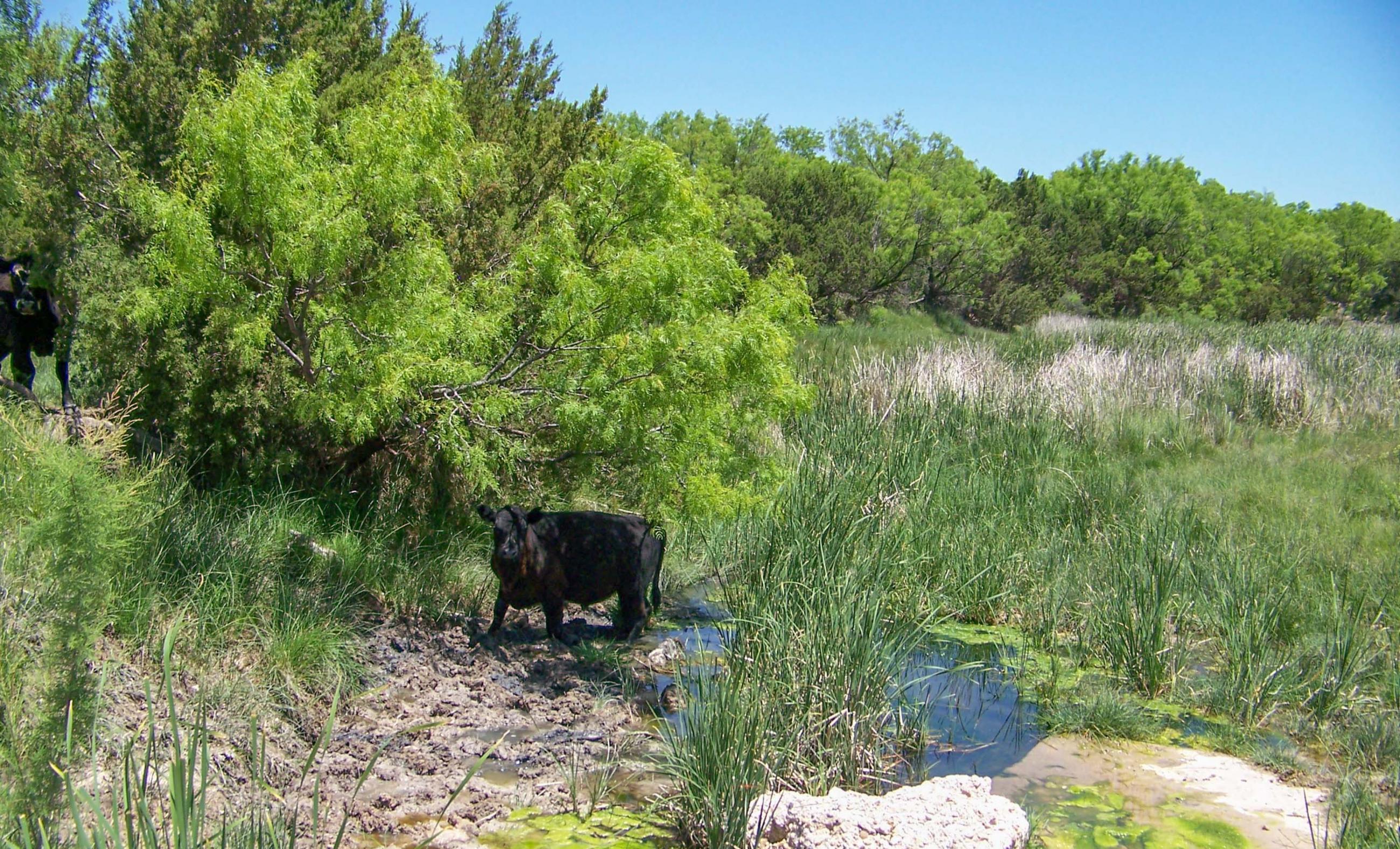 Gold Creek Ranch property photograph 6