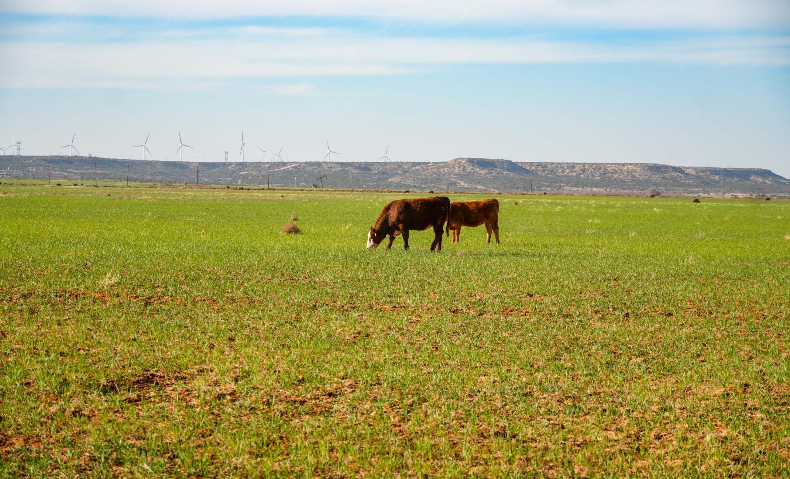 Gold Creek Ranch property photograph 22