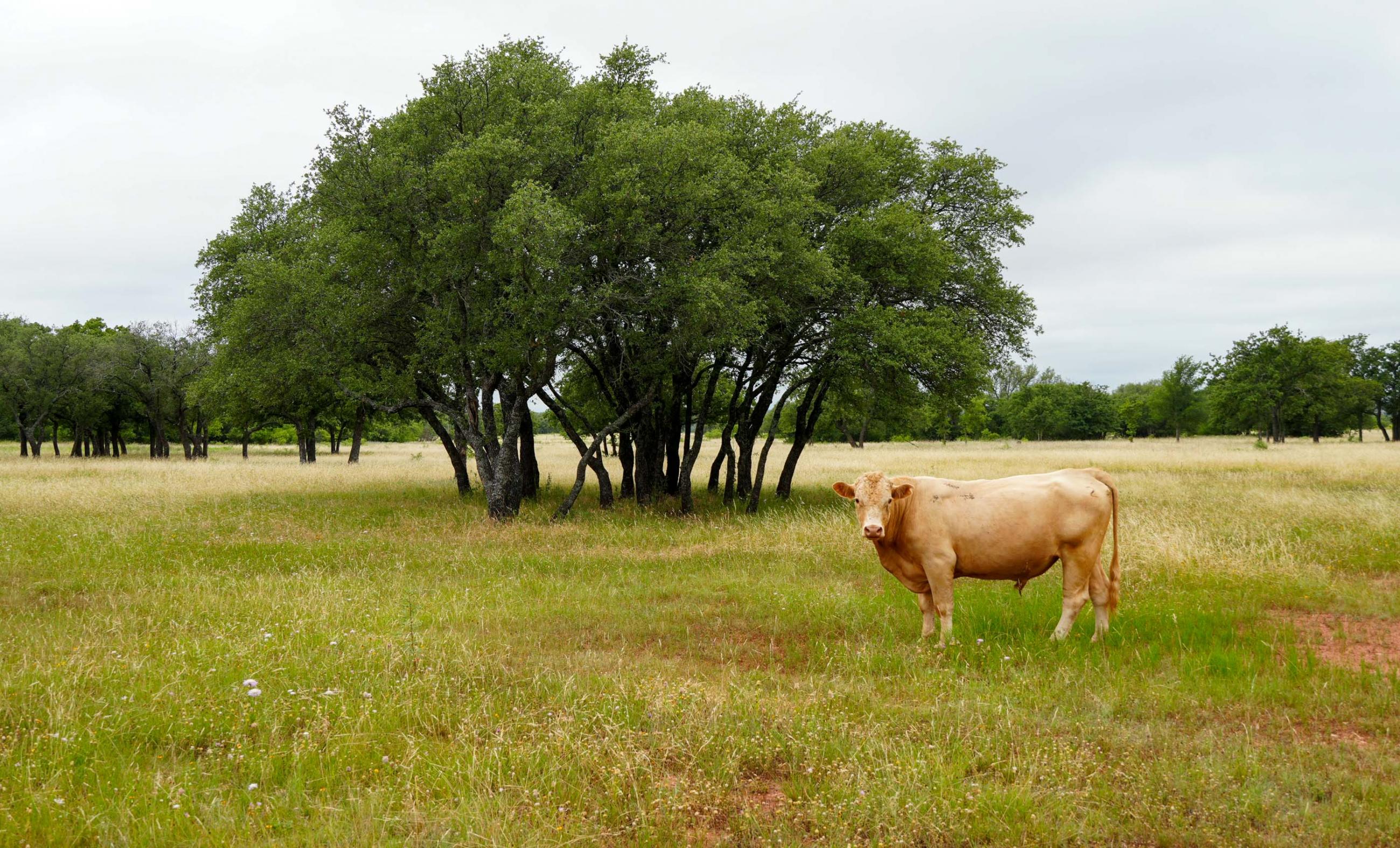 Paint Creek Lakes Ranch property photograph 16