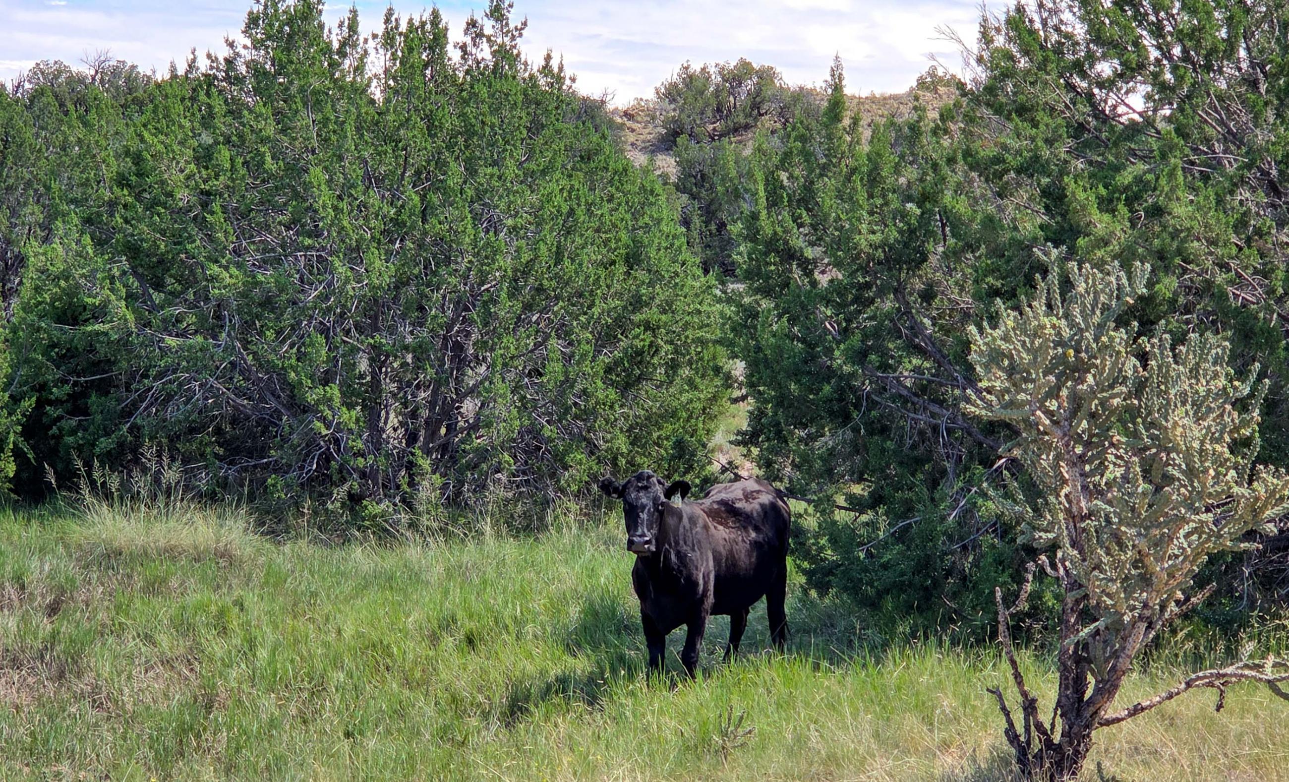 Sierra Larga Ranch property photograph 9