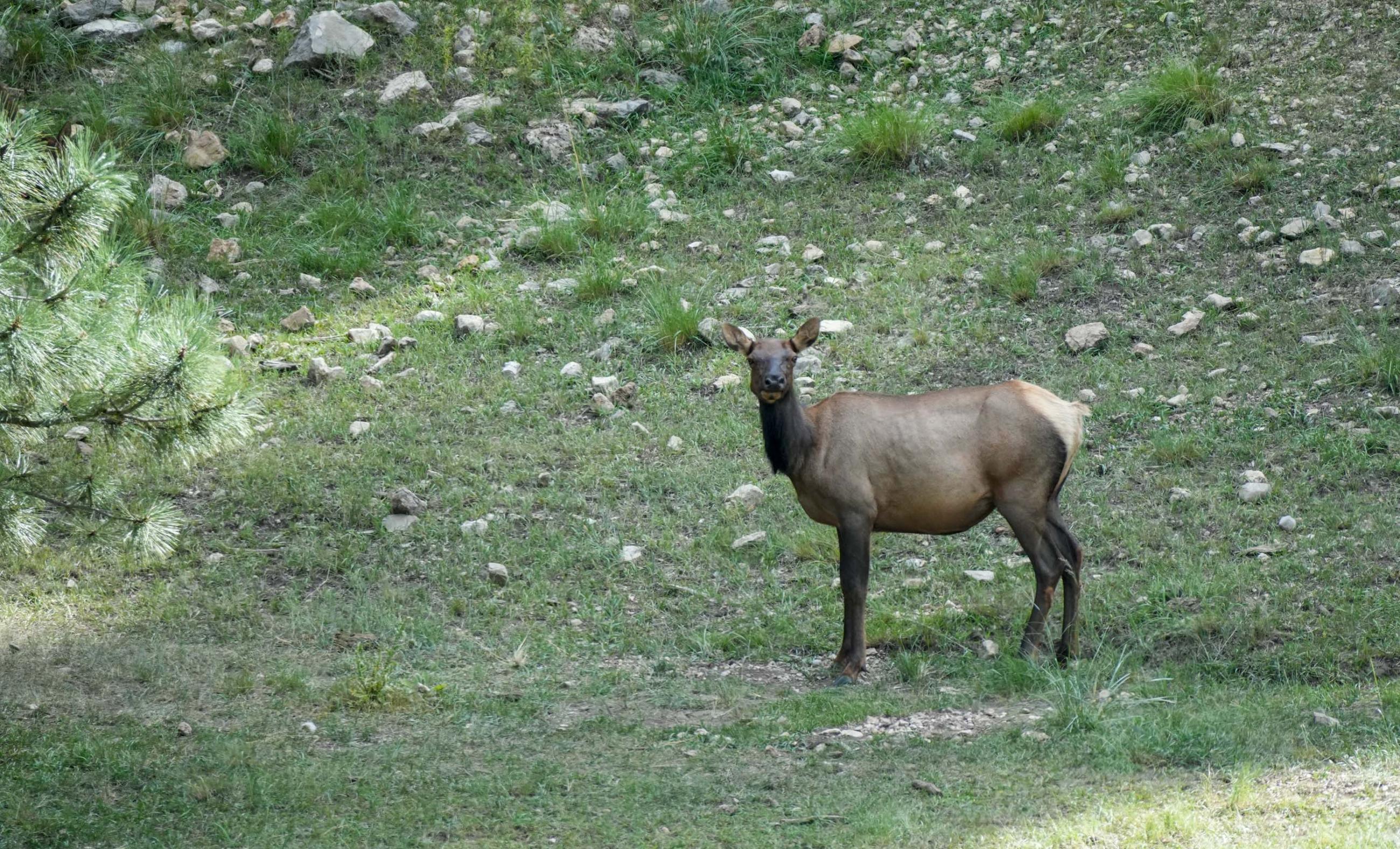 Rio Peñasco River Ranch property photograph 35