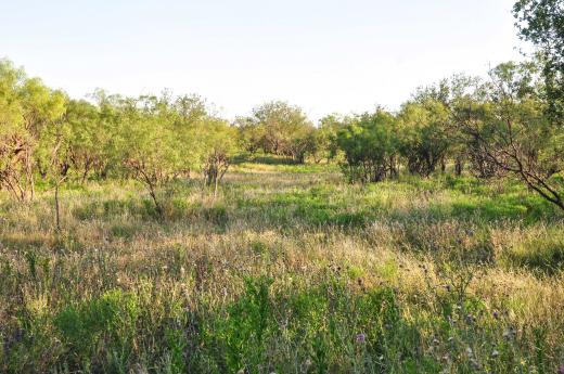 Bateman Scurry County Ranch