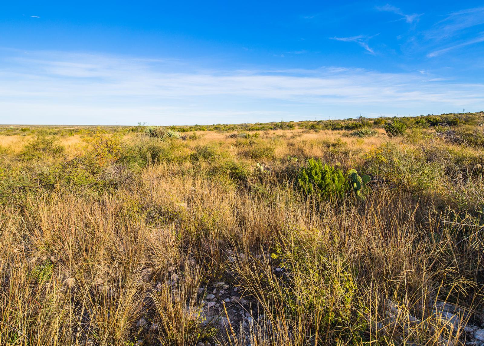 Cerf Pasture of the Longfellow Ranch | Chas S. Middleton