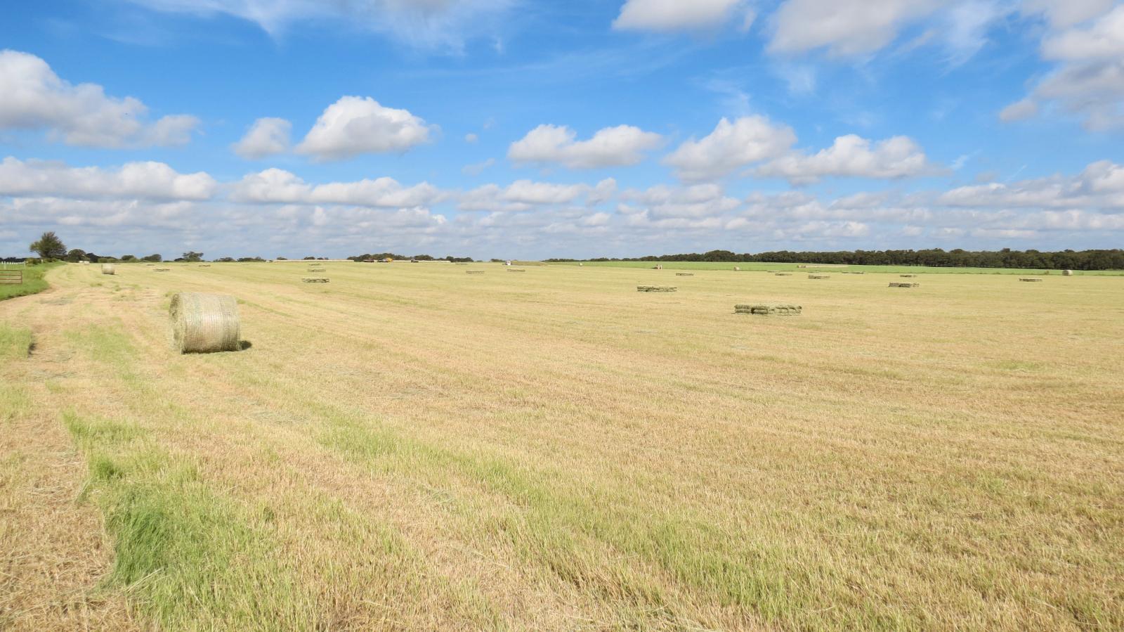 Lipan Coastal Farm and Ranch | Chas S. Middleton