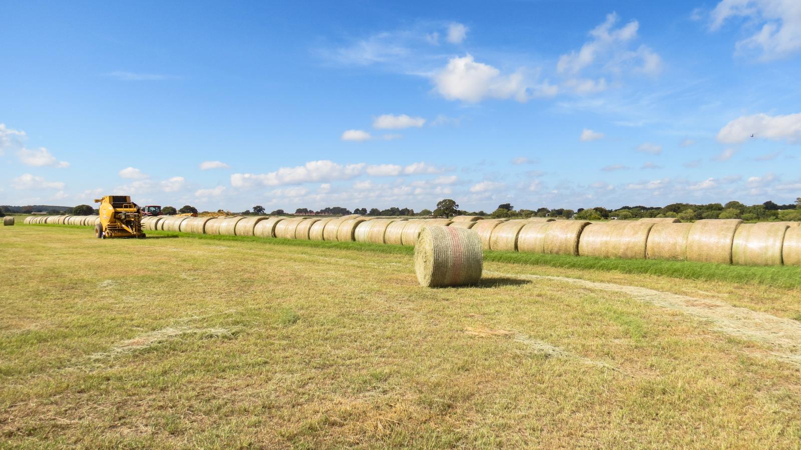 Lipan Coastal Farm and Ranch | Chas S. Middleton