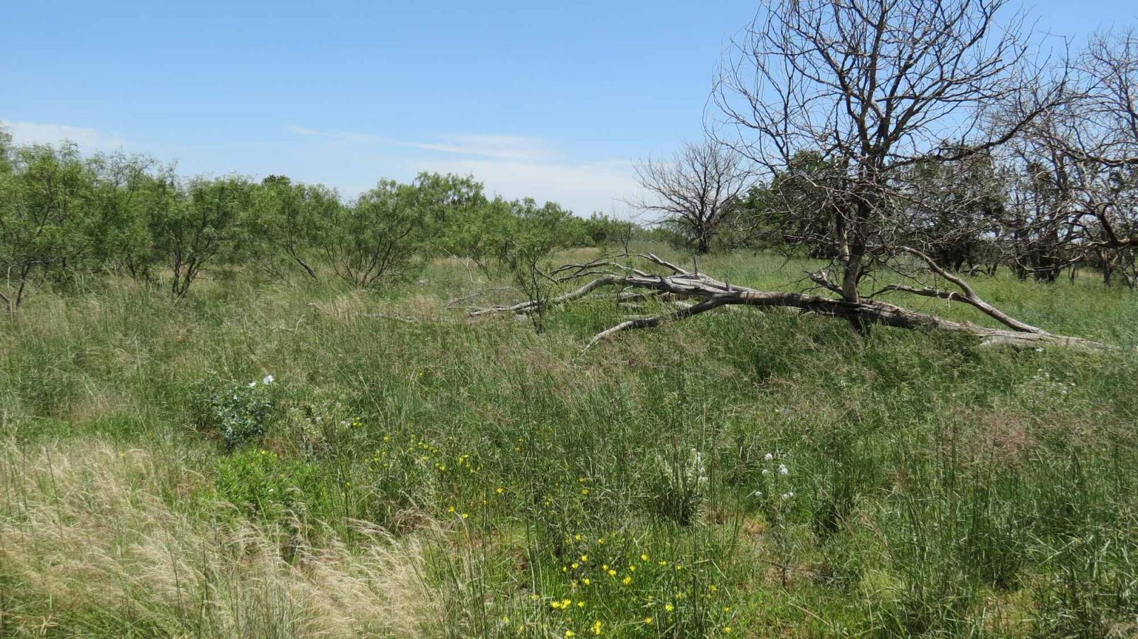 Boyd Ranch Chas S. Middleton