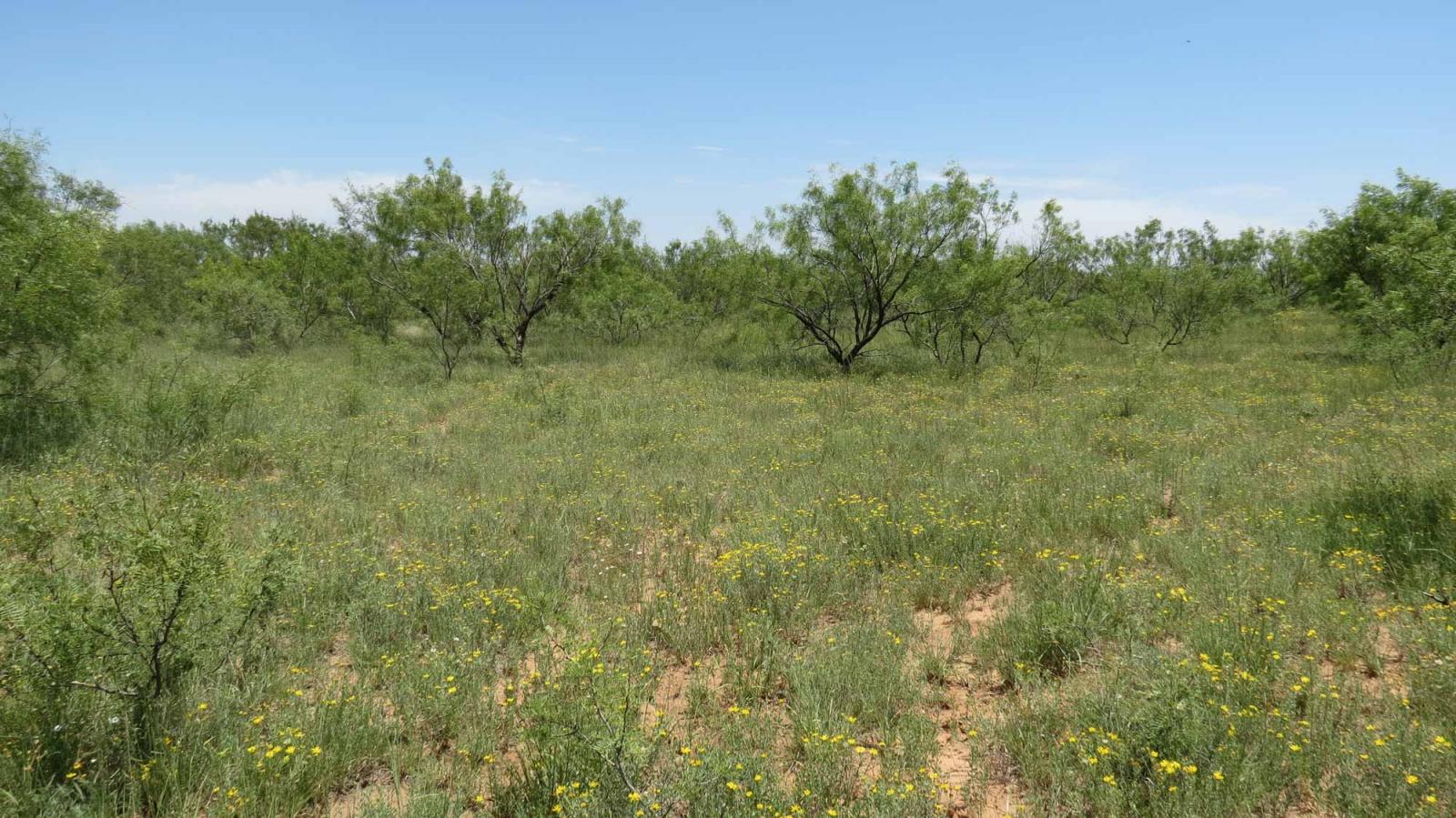 Boyd Ranch Chas S. Middleton
