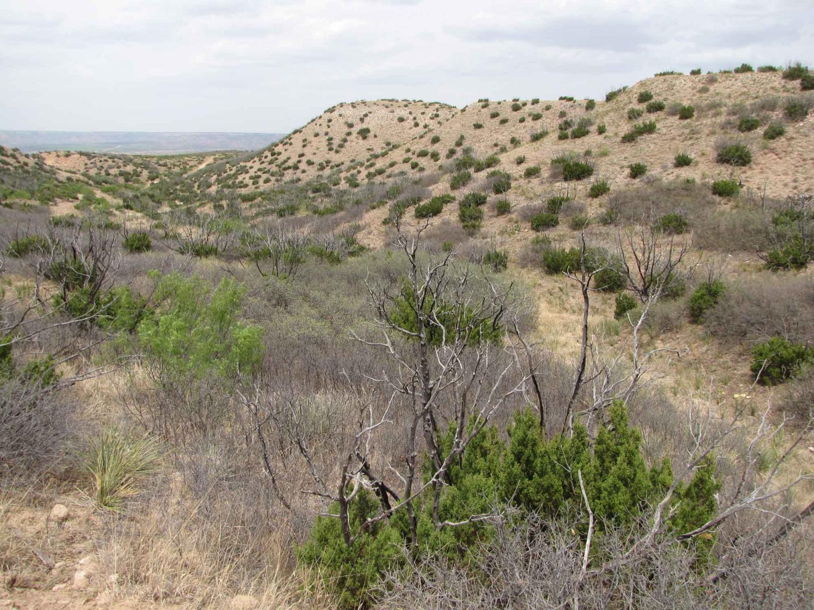 Price Palo Duro Canyon Ranch Chas S. Middleton