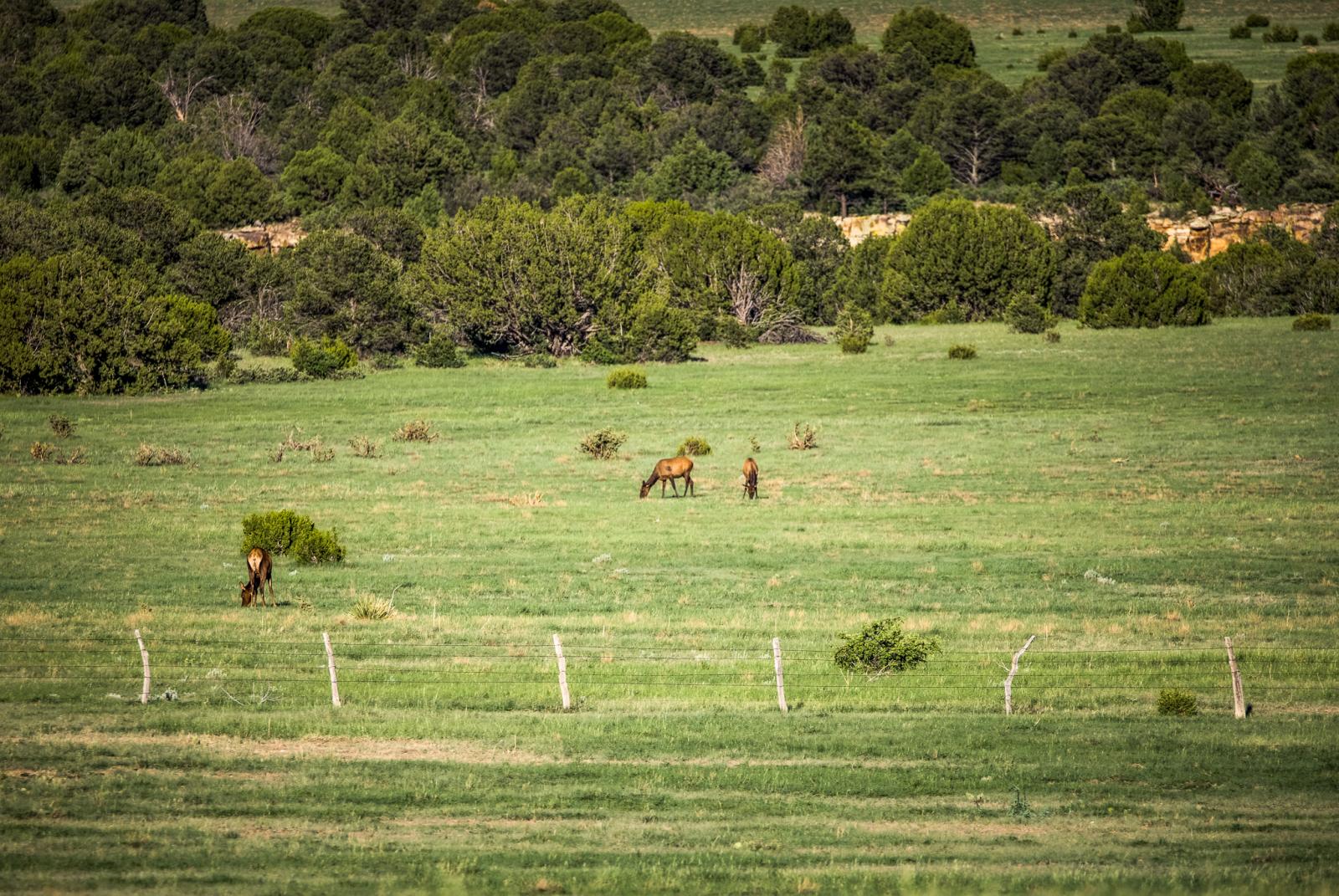 Valdez Pasture Ranch Chas S. Middleton