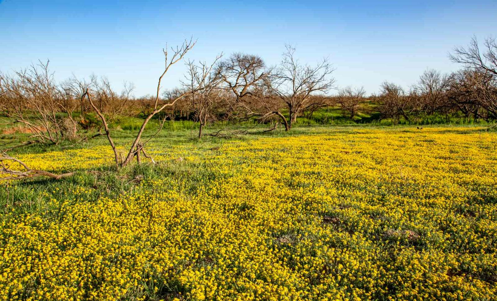 Matador Ranch | Chas S. Middleton
