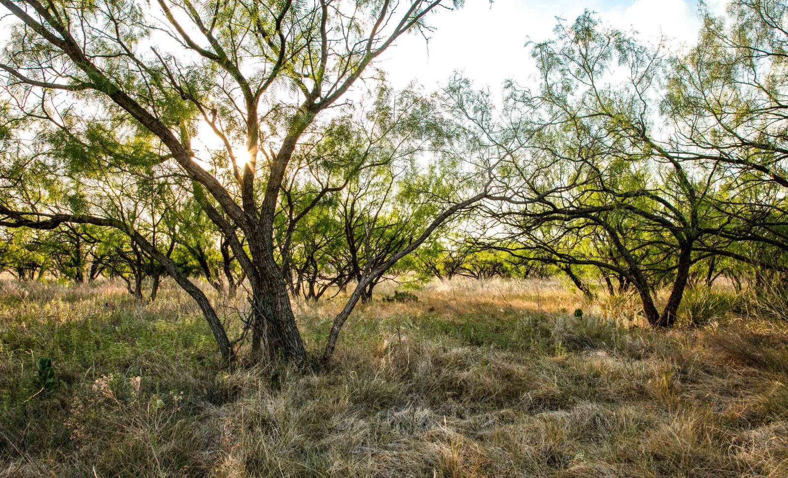 Crooked Tree Ranch by R.J. Scott