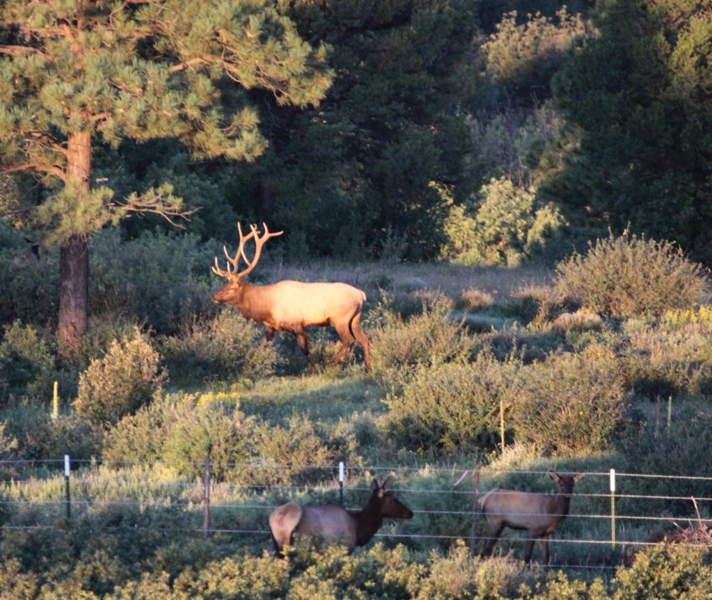 La Bonita Ranch Chas S. Middleton