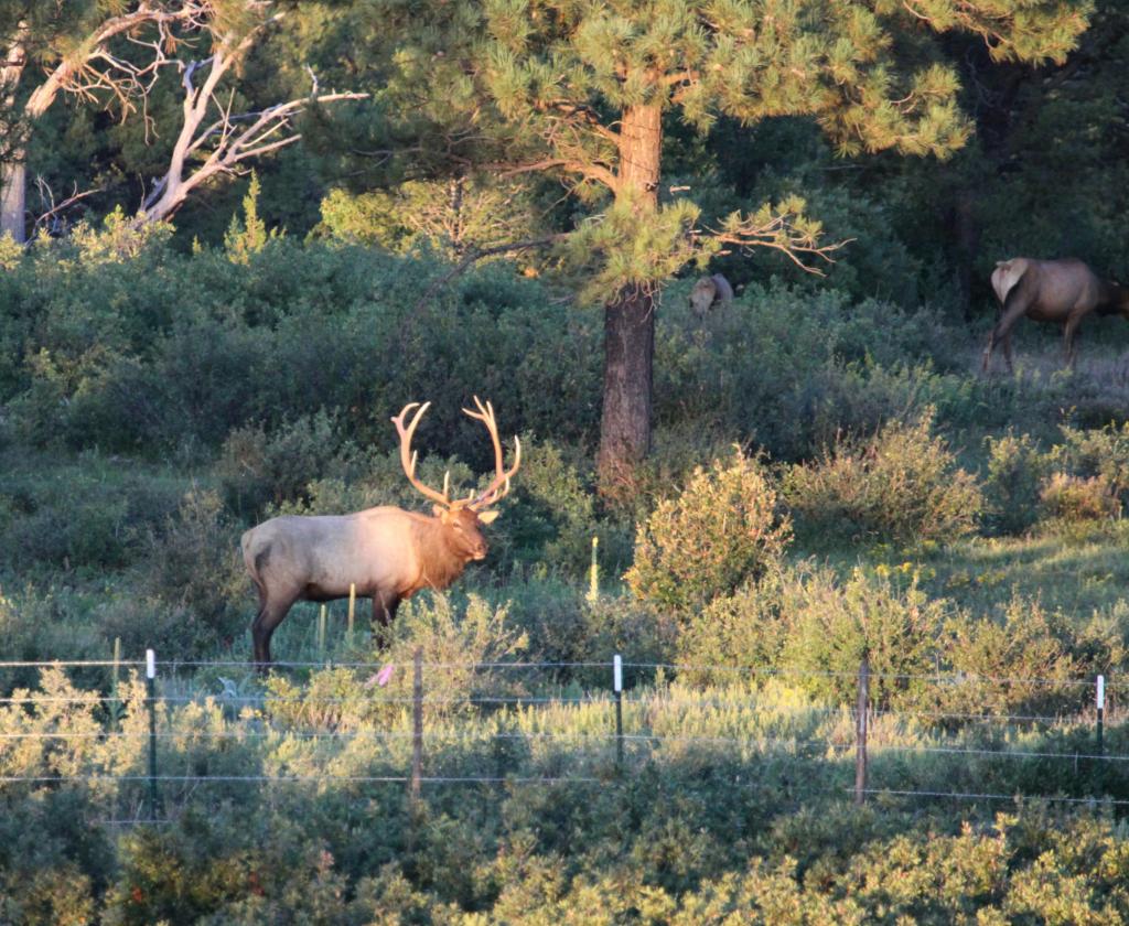 La Bonita Ranch Chas S. Middleton