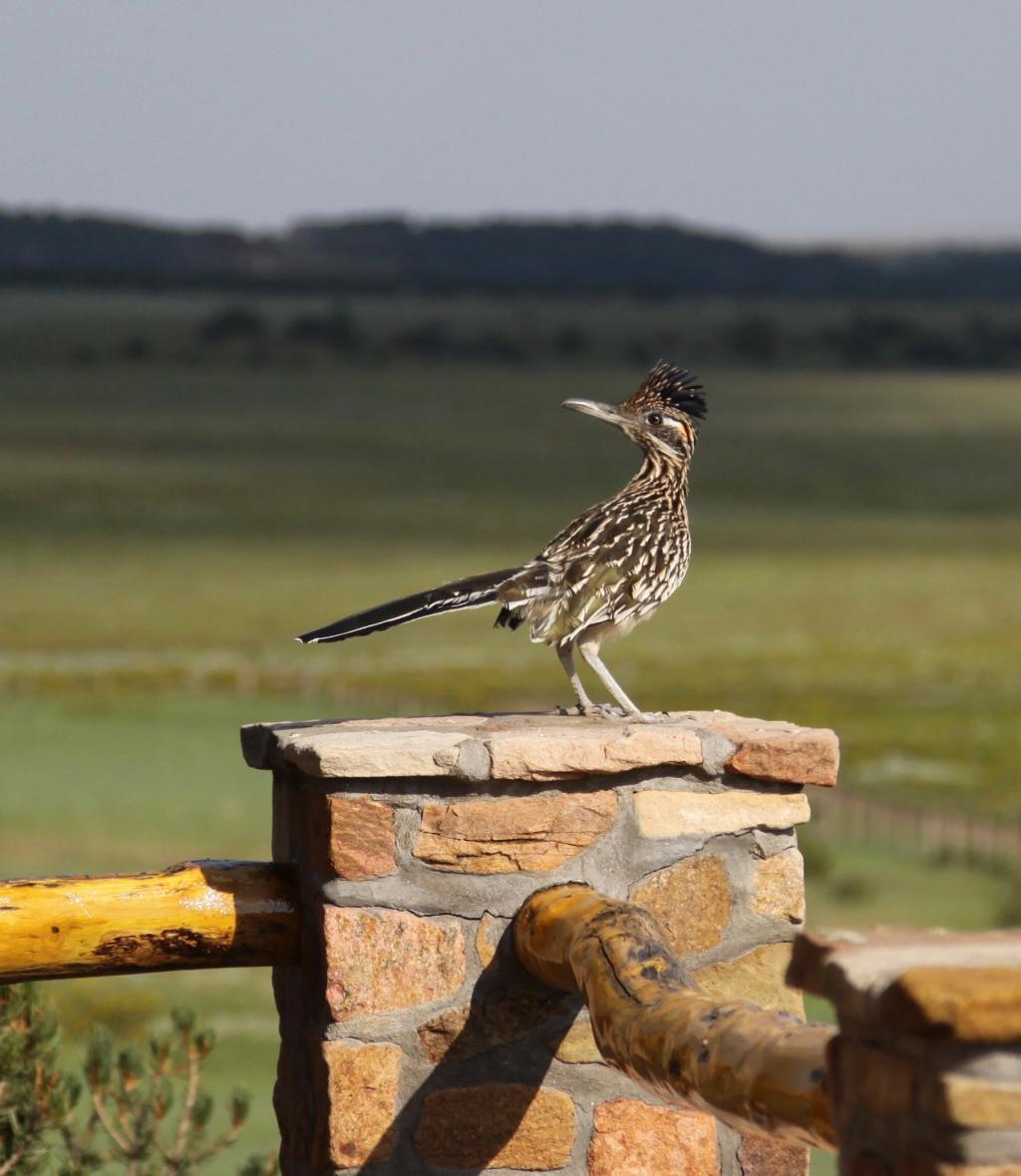 La Bonita Ranch Chas S. Middleton