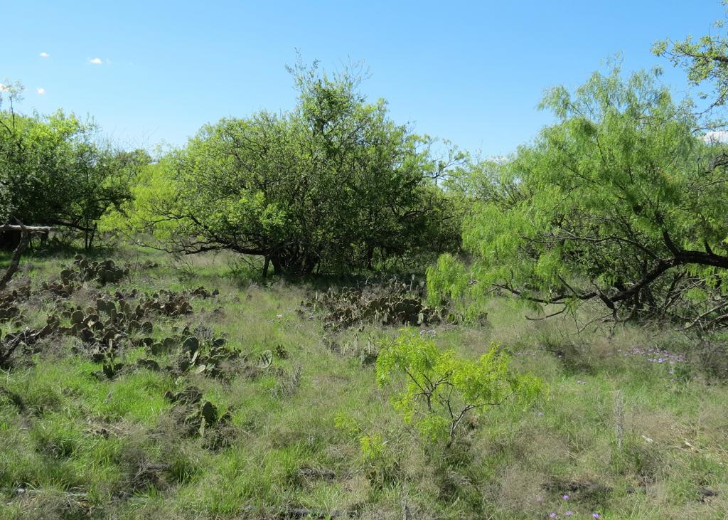Snyder Family Ranches Seales Pasture Chas S. Middleton