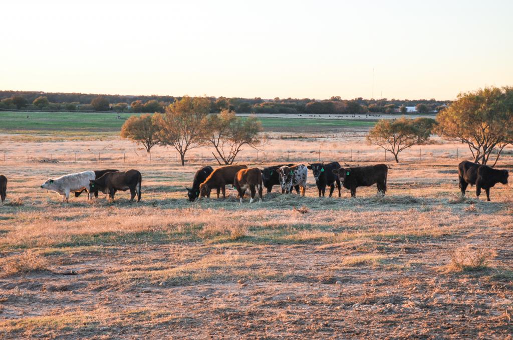 Waurika Preconditioning Yard Chas S Middleton