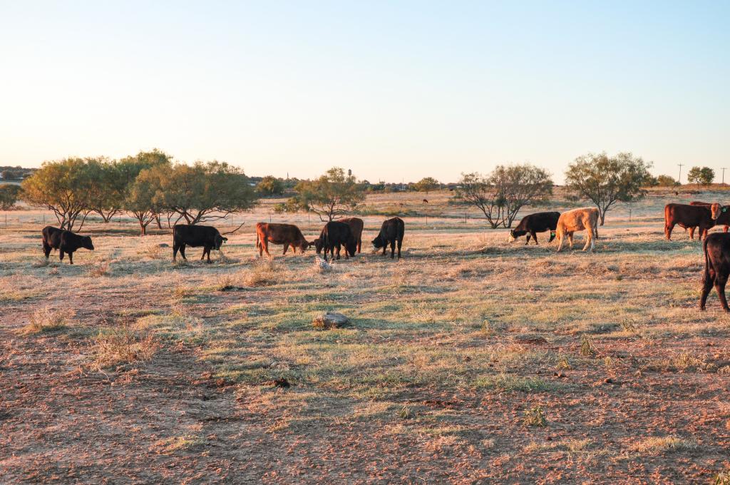 Waurika Preconditioning Yard Chas S Middleton