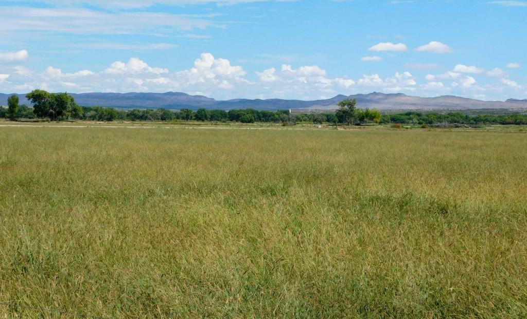 Bosque Del Apache Farm Chas S. Middleton