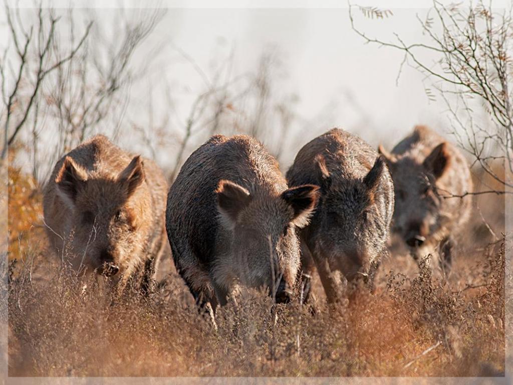 Feral Hogs